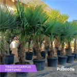 Trachycarpus Fortunei 180-190cm